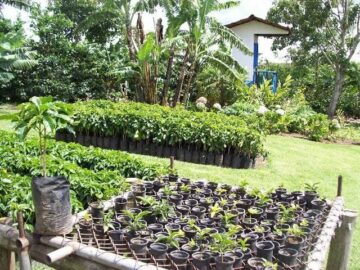 Seedling nursery of Caturra and Catuai coffee plants at Doka. Photo by Barth Anderson.