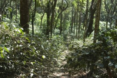 A footpath through the orchard. Photo courtesy of our strategic partner in sourcing the most exquisite of Indian coffees, Dr. Joseph John.