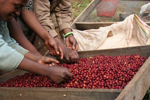 Sorting ripe cherry from the 2008 harvest in Beloya Village, Yirgacheffe, Ethiopia. Photo by Joseph Brodsky, Ninety Plus Coffee.