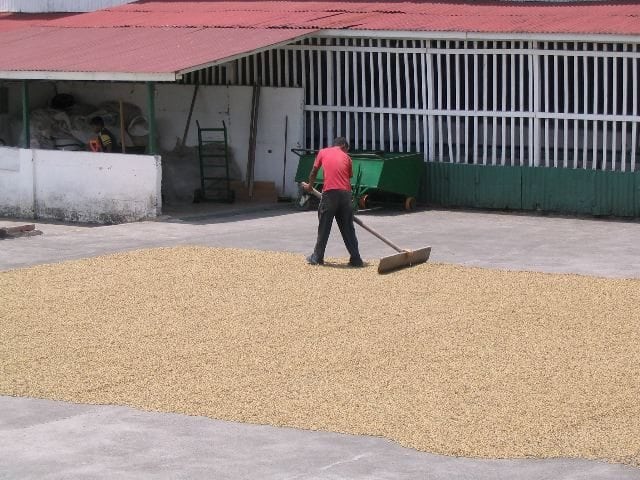 Coffee in parchment being raked and dried in the sun on the patio at Doka. Photo by Barth Anderson.