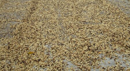 A close up of the coffee parchment being dried. The darker components are coffee cherry. Photo by Barth Anderson.