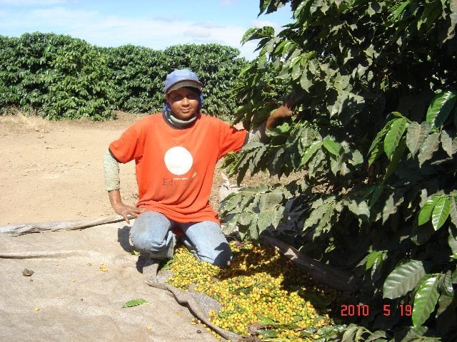 Picking ripe yellow cherry of the Yellow Catuai variety, 2010 harvest. Photo courtesy of Fernando Sinay.